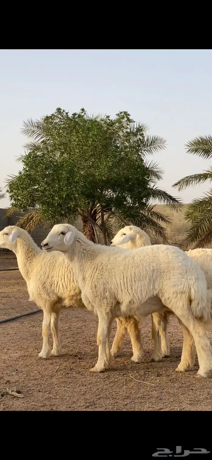 رخال حريات تم اللبيع 3