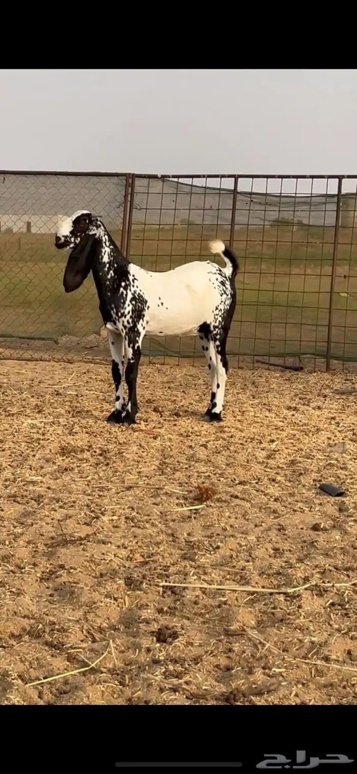 جفرة هندية ( تم البيع ) 0