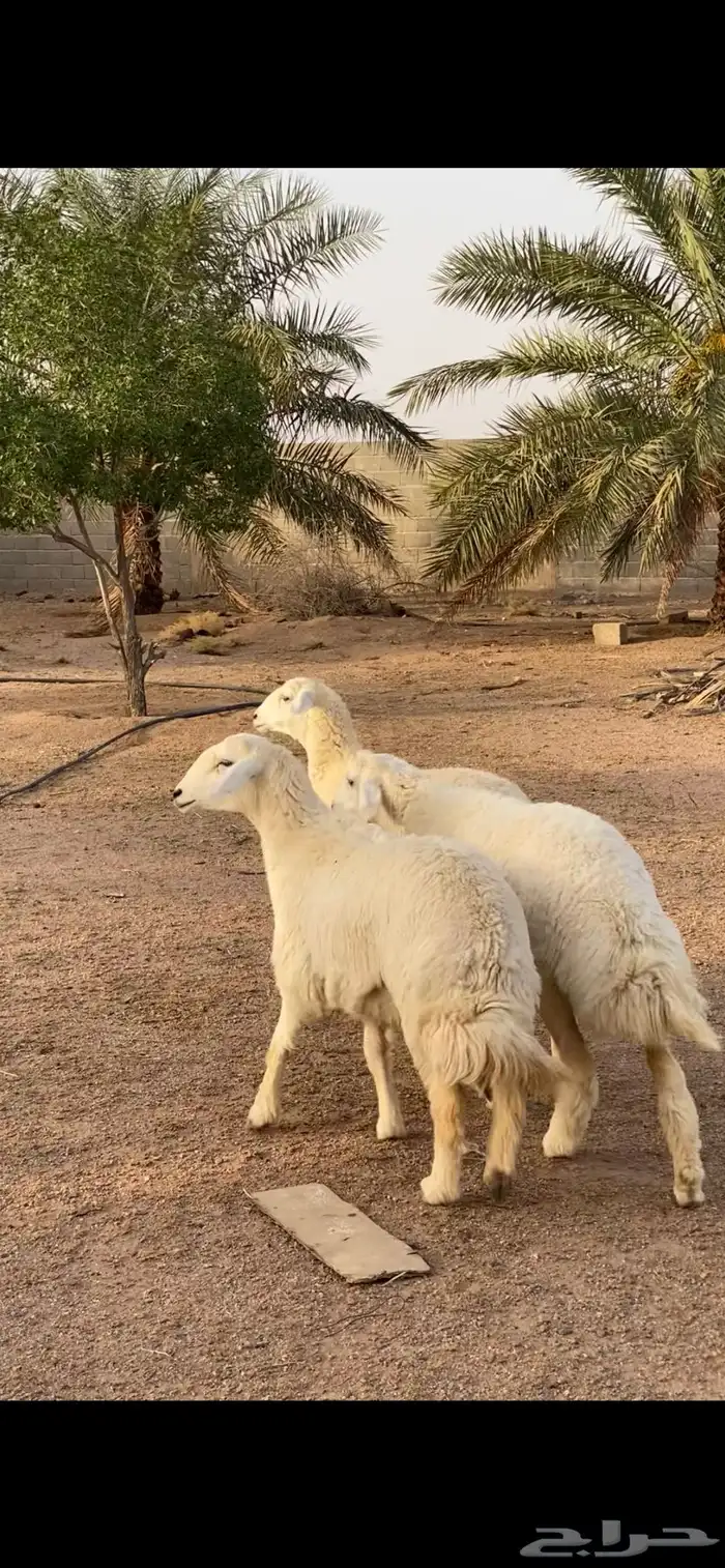 رخال حريات تم اللبيع 0