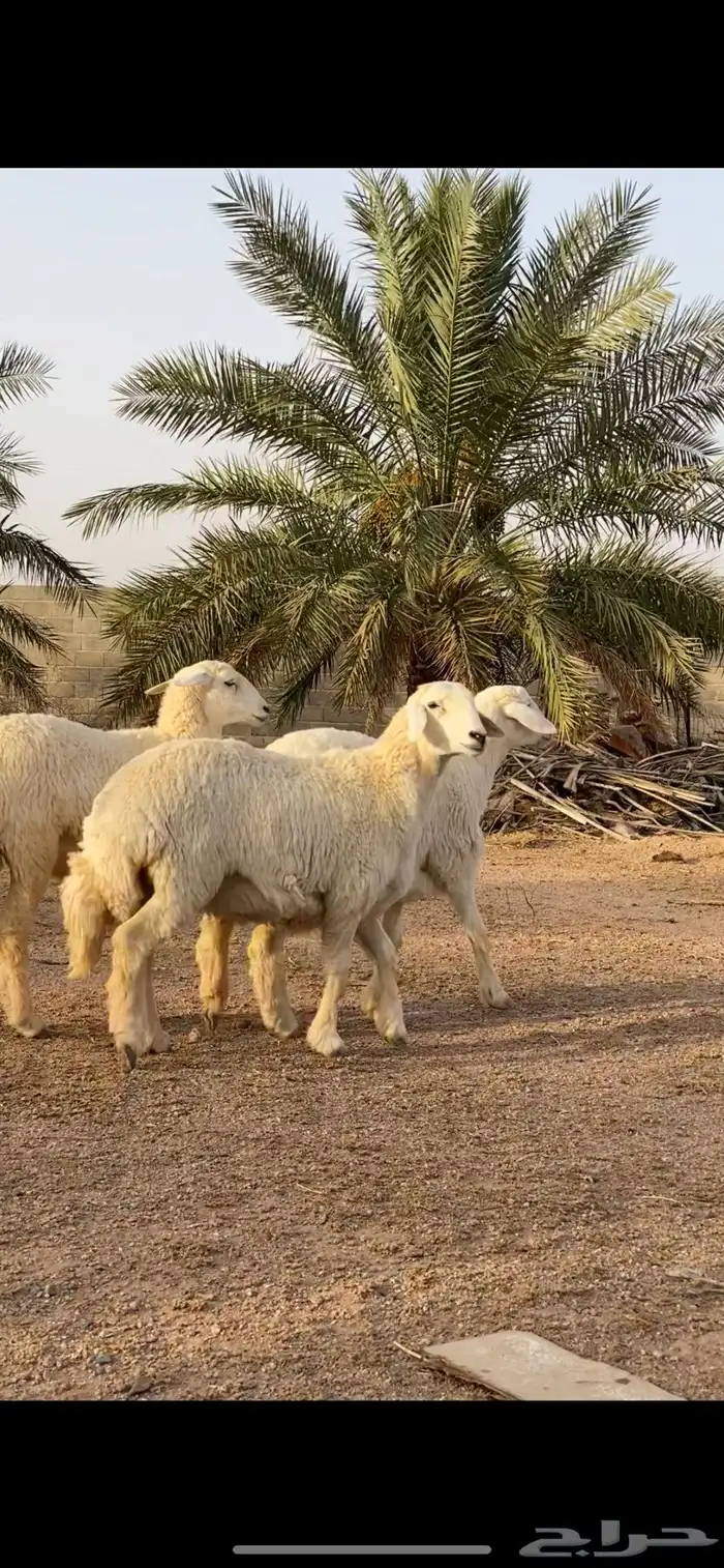 رخال حريات تم اللبيع 2