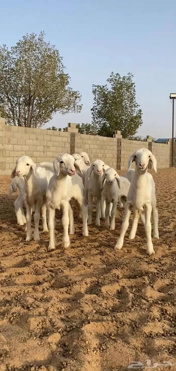 غنم حريات حرش متابيع و دفيع 27 تحتها 9 بهم( تم البيع ) 6