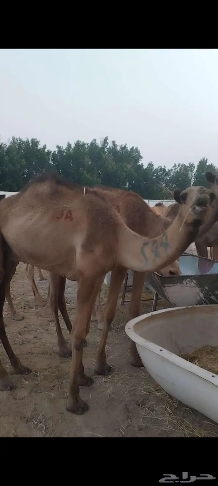 قعدان صومالي مفاريد ماشاء الله 0