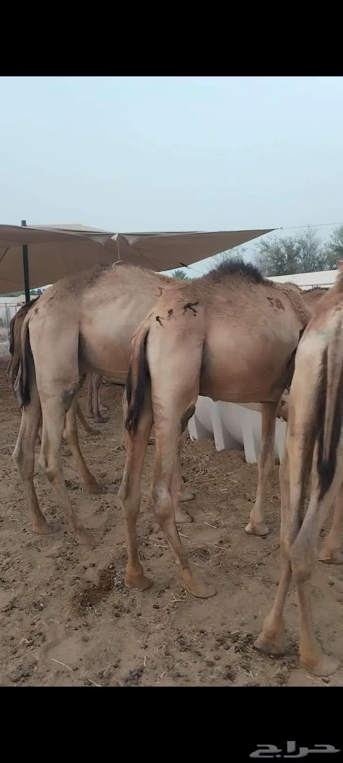قعدان صومالي مفاريد ماشاء الله 4