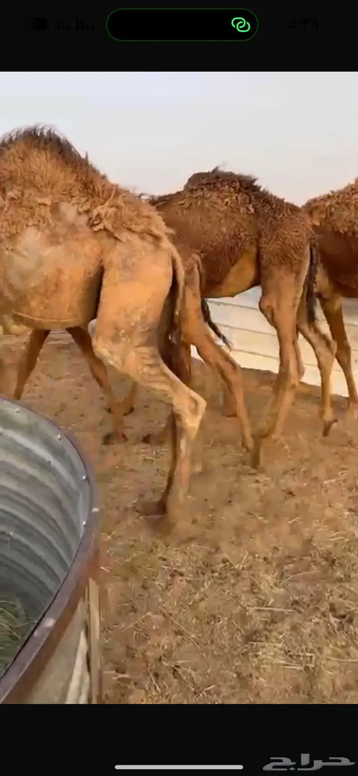 قعدان للبيع 1