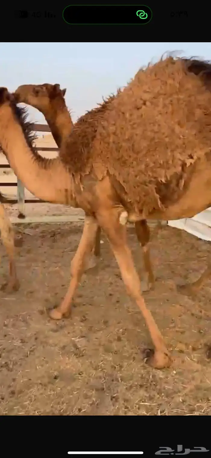 قعدان للبيع 2