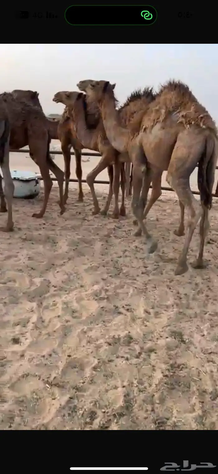 قعدان للبيع 3