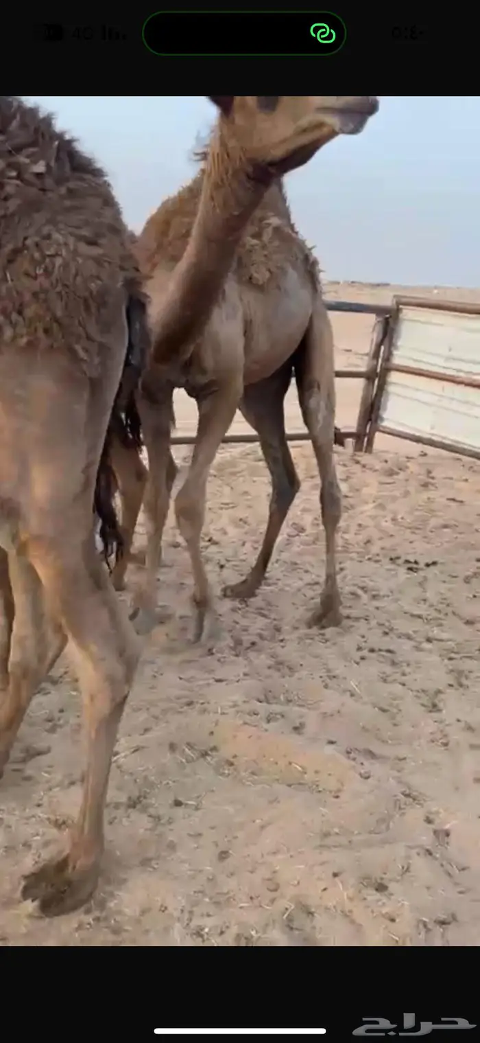 قعدان للبيع 0