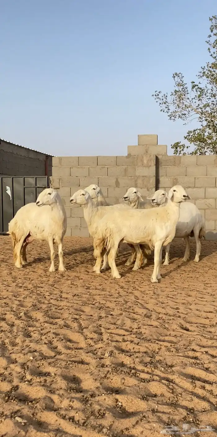 غنم حريات حرش متابيع و دفيع 27 تحتها 9 بهم( تم البيع ) 2