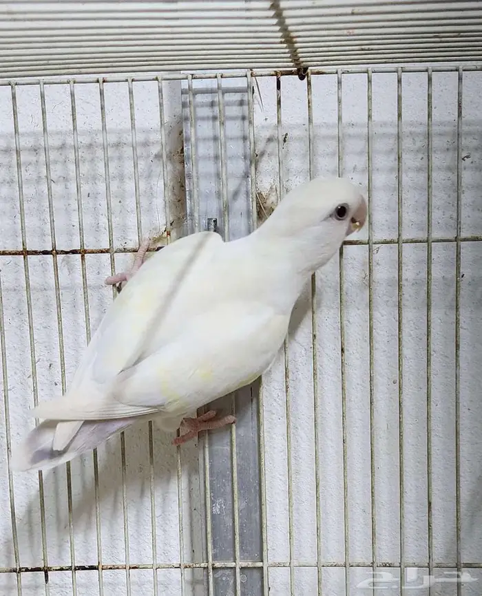روز مجهول الجنس 2