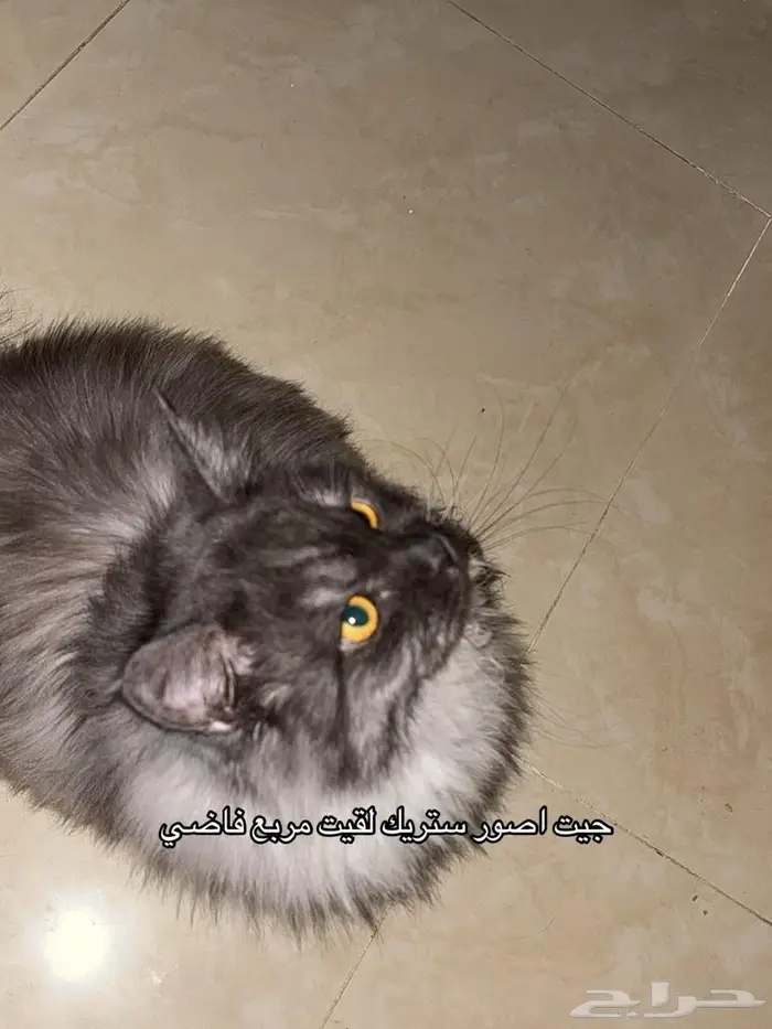 قط ذكر للتزاوج 4