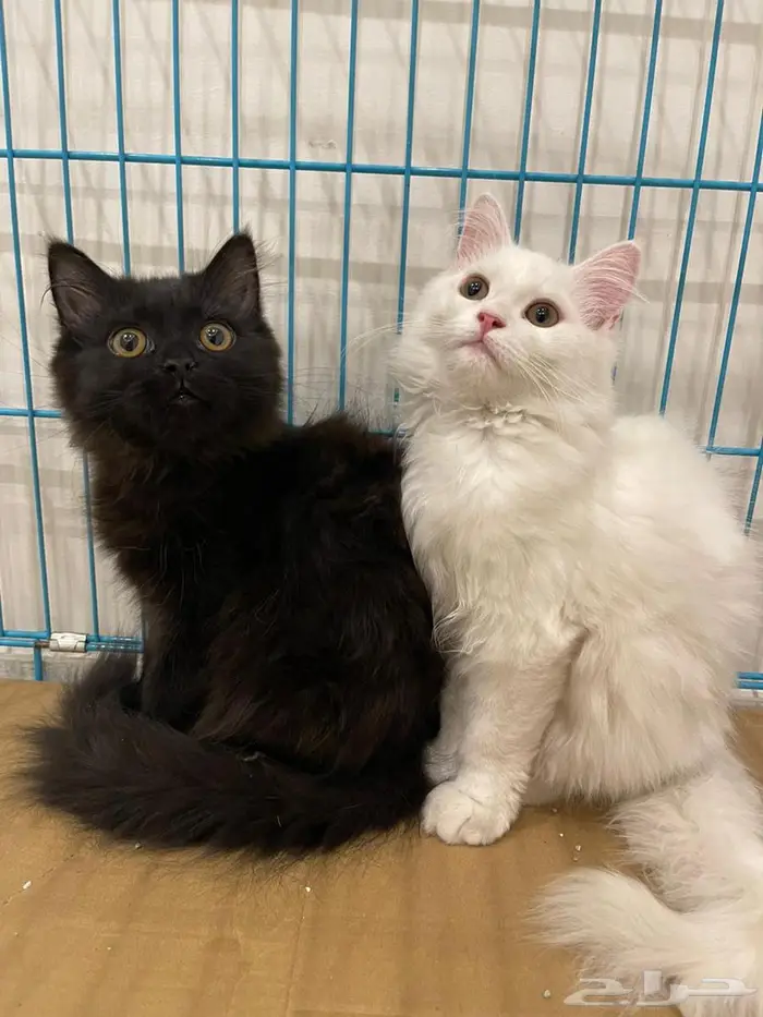 قطط للتبني 0