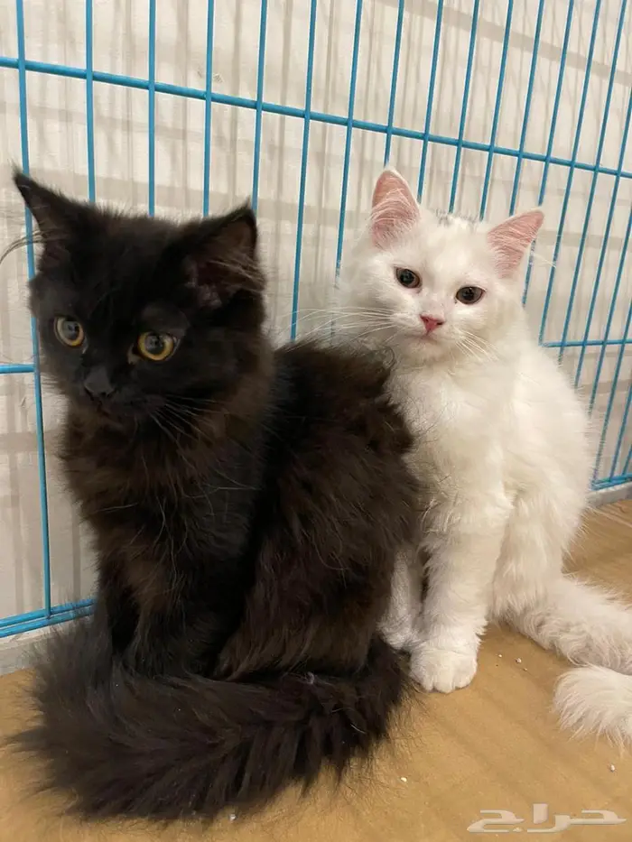 قطط للتبني 1