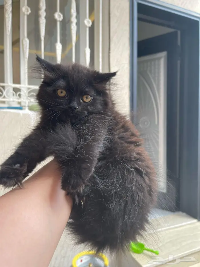 قطط للتبني 2