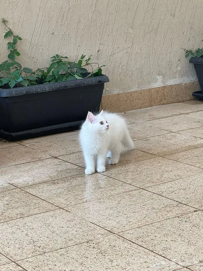 قطط للتبني 3