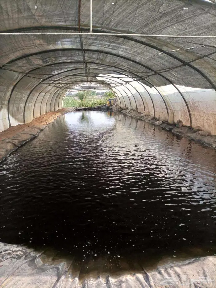 مشروع استزراع سمكي في الطايف الموقع جاهز للتشغيل 1