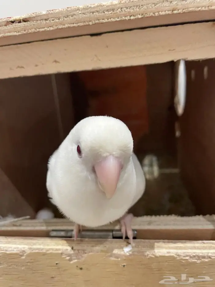 طير روز هدد داخلي أليف 1