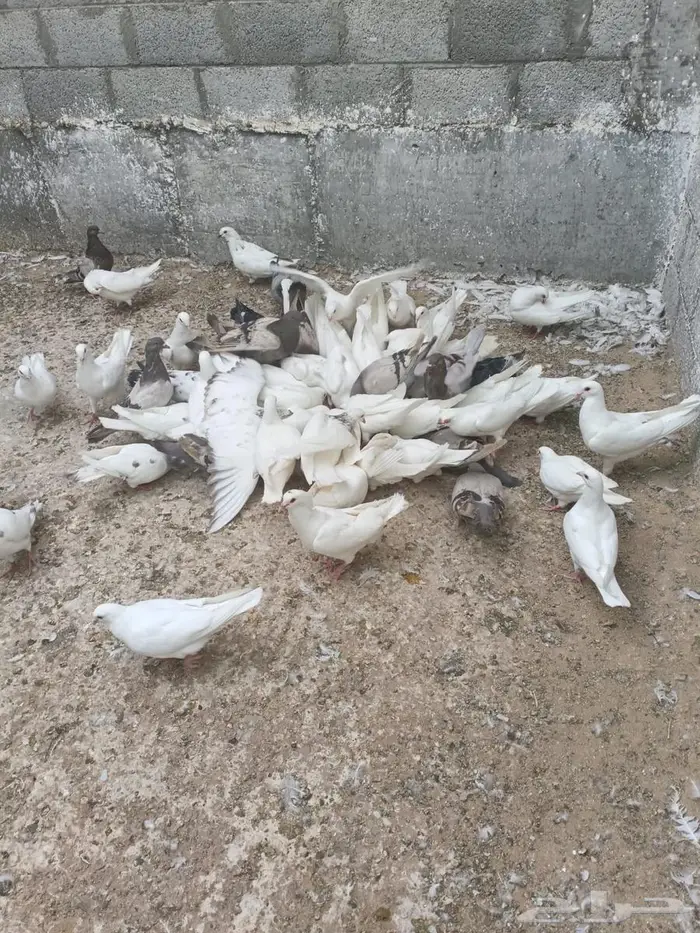 حمام فرنسي ملكي منتج 0