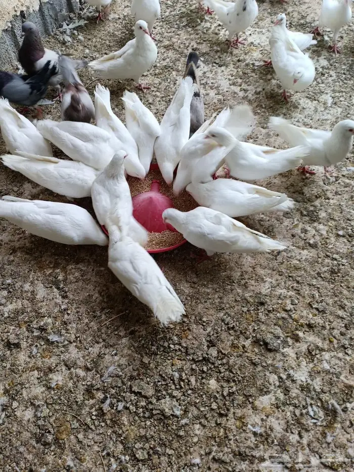 حمام فرنسي ملكي منتج 1
