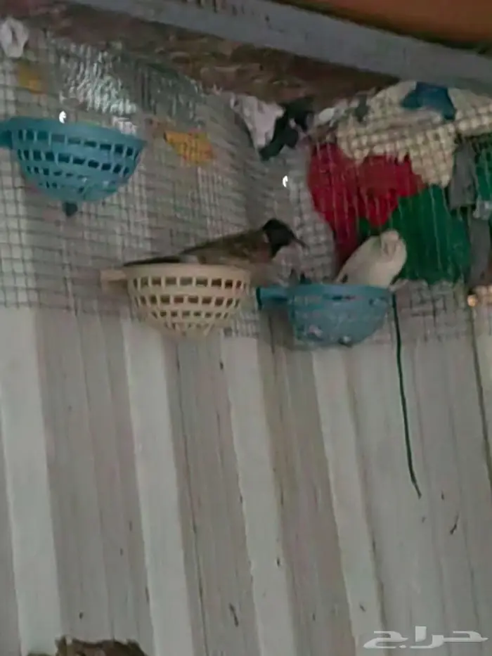 بلبول كشميري 2