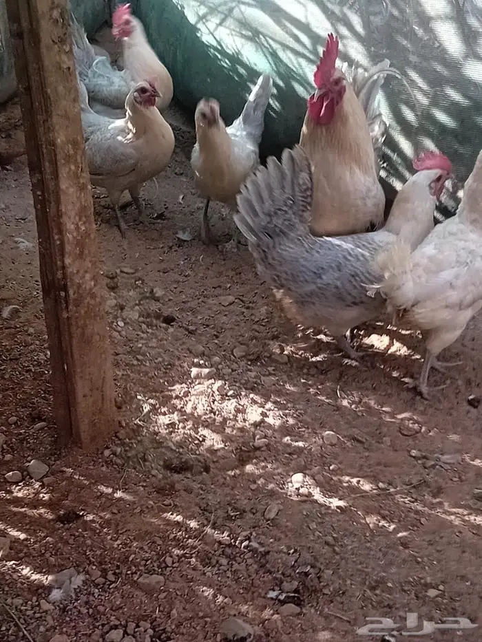 دجاج فيومي قولد 0
