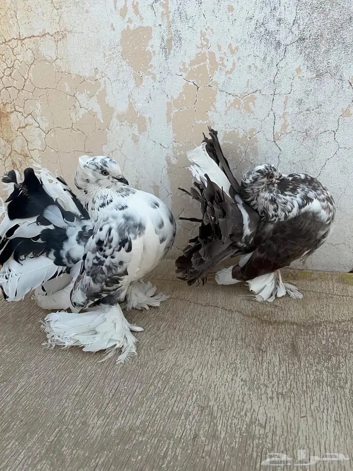 حمام رقاص منتج 1
