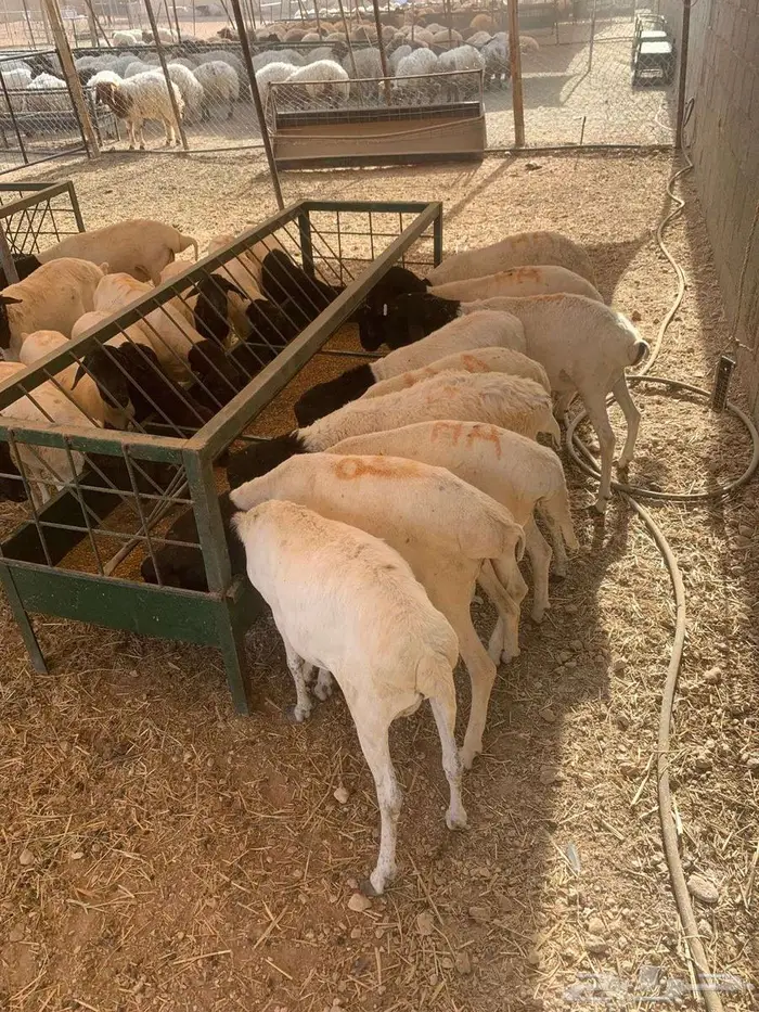 سواكن 5