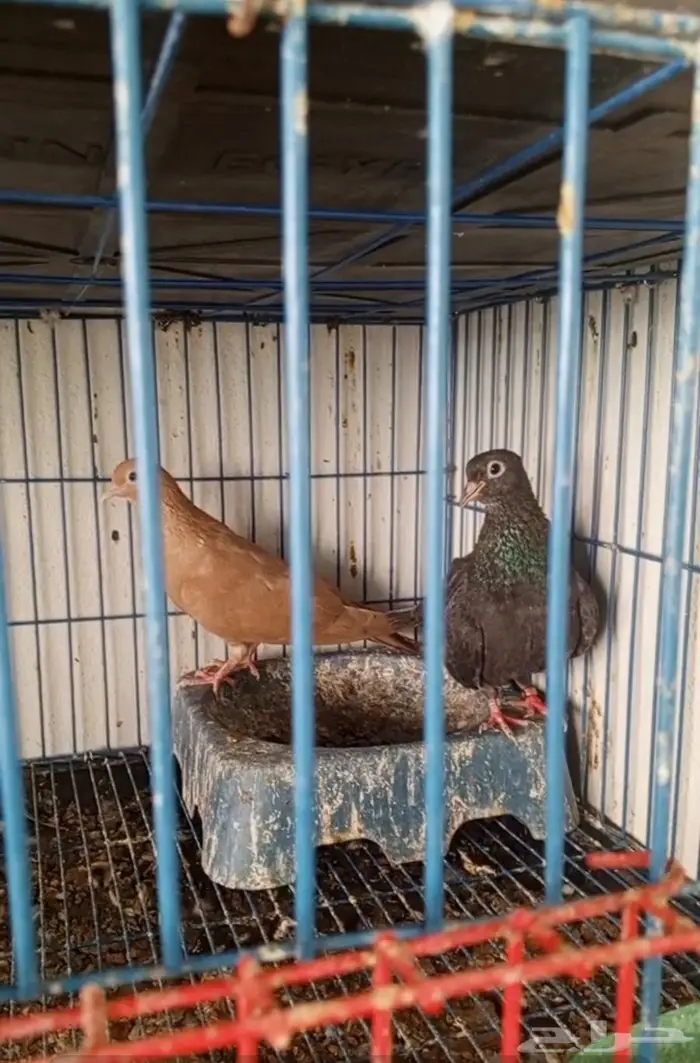 حمام صنعني دن من اصفر 2