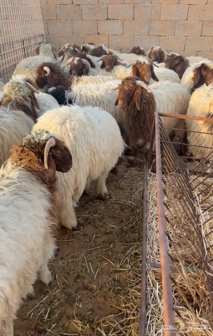 ضحايا نعيم فاخره 0