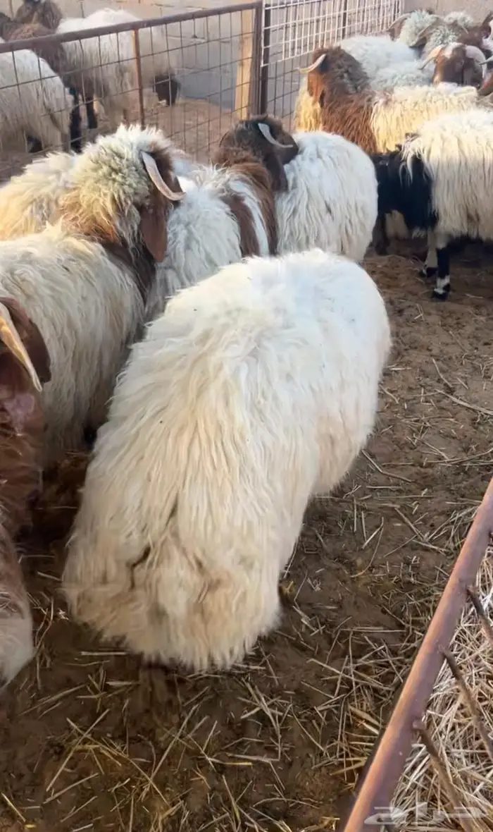 ضحايا نعيم فاخره 1