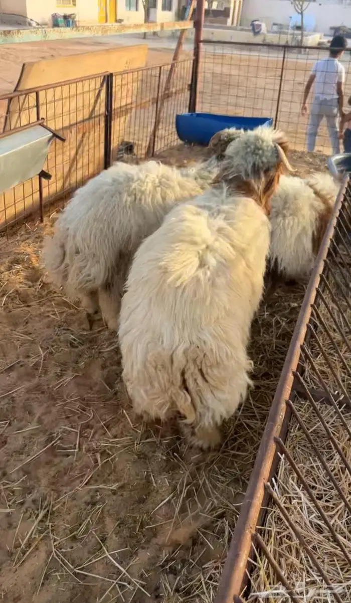ضحايا نعيم فاخره 2