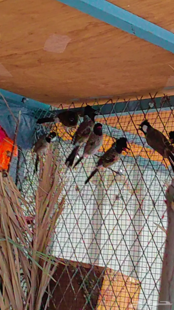 بلبول كشميري 0