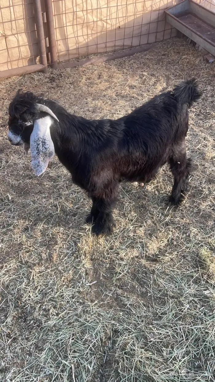 تيس طيب تم البيع 0