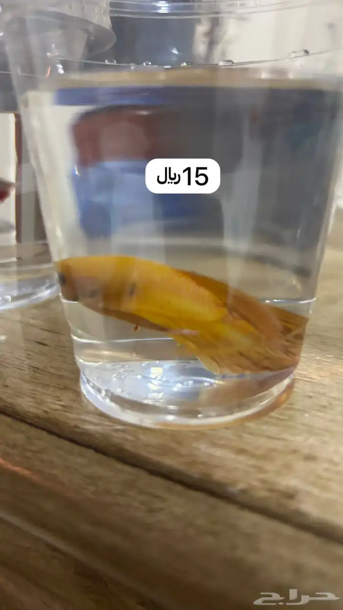 اسماك ( سمك ) فايتر 12