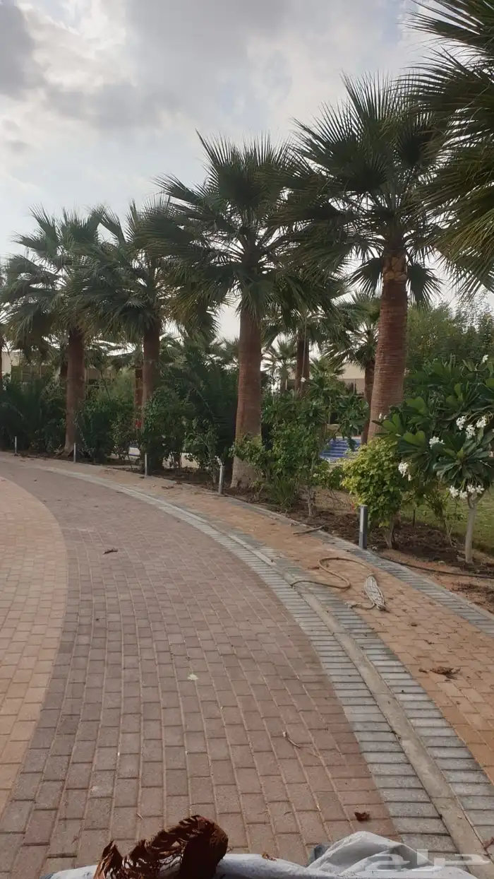 تكريب نخل عربي وواشنطني 1