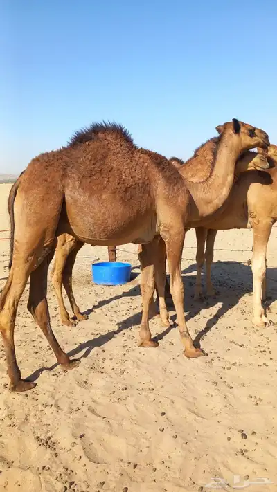 الموقع بحره 1