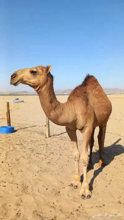 الموقع بحره 0