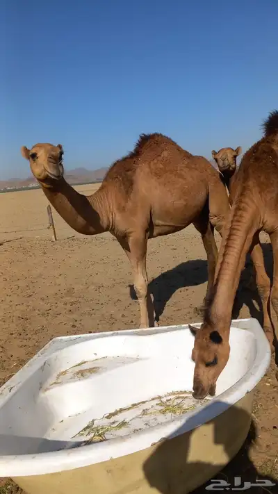 الموقع بحره 2
