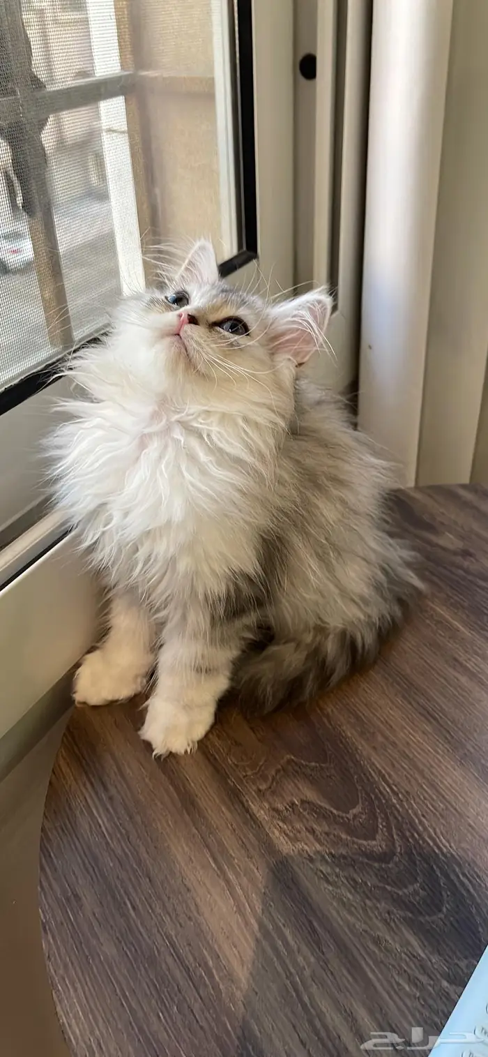 قط بيرشن هاف بيكي فيس 6