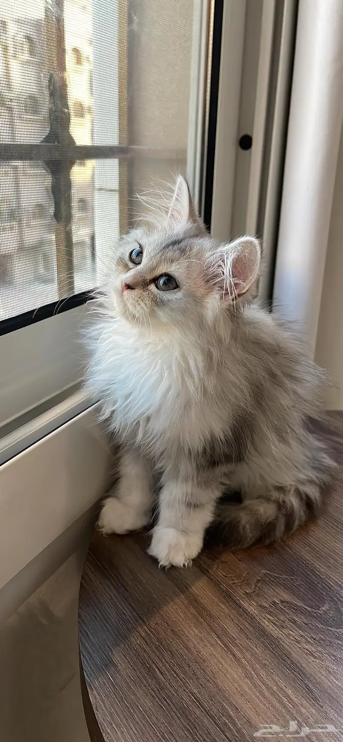 قط بيرشن هاف بيكي فيس 5