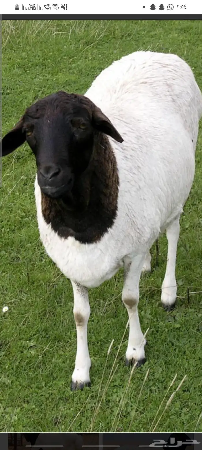 للبيع أغنام للكميات الكبيره بربري 0