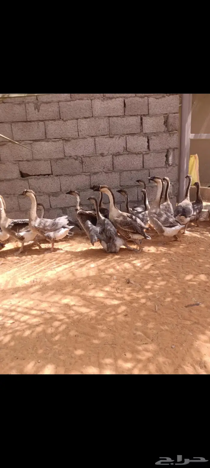وز عراقي صافي منتج 6