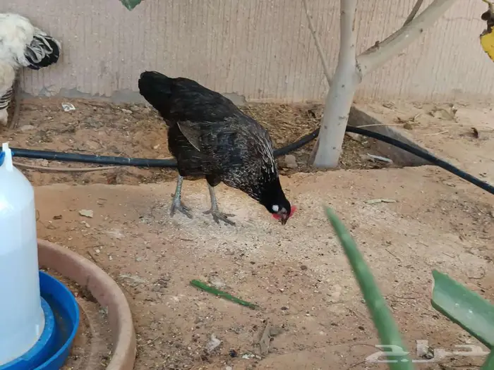 دجاجه بلديه 0