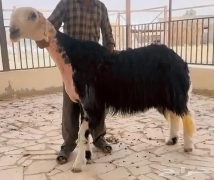 فحل نجدي مشروط 0