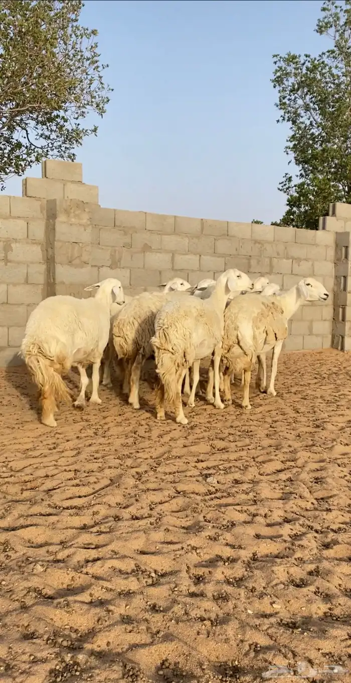 غنم حريات حرش متابيع و دفيع 27 تحتها 9 بهم( تم البيع ) 0