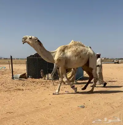 جمل علياني 4