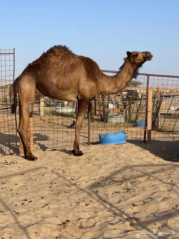 للبيع بكره حايل اللي يبي ضحيه 0