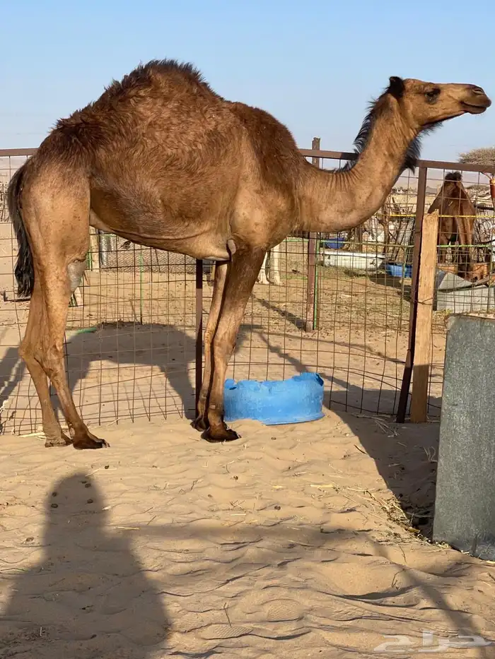 للبيع بكره حايل اللي يبي ضحيه 1