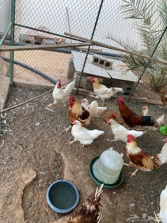 ديكه لوهمان براون 6