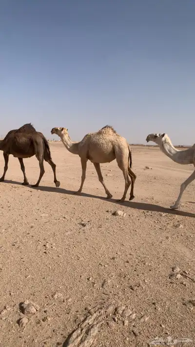 للبيع بكره شقحا لقية 3