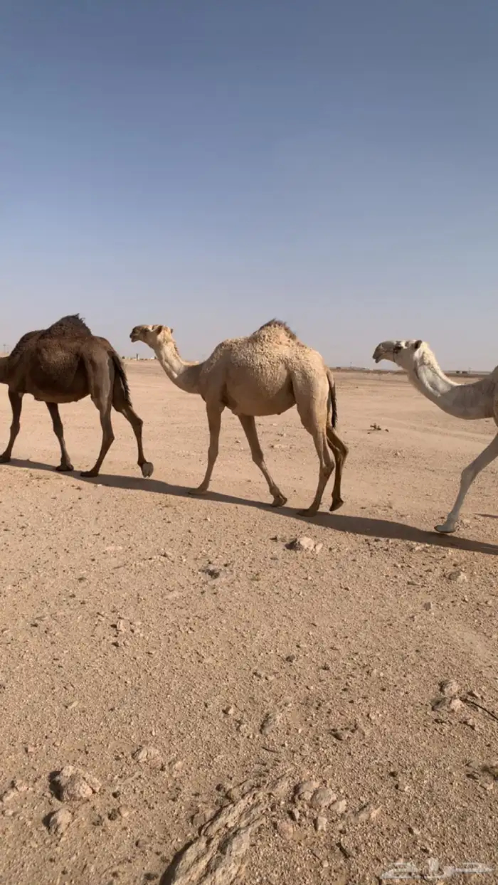 للبيع بكره شقحا لقية 3